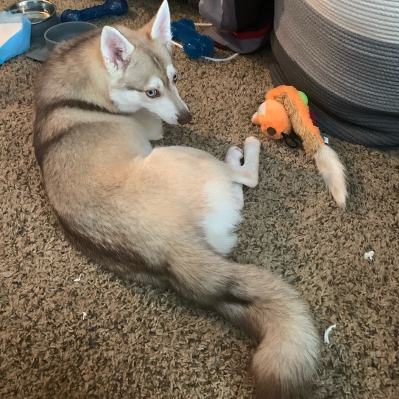 Meet your Posher, Posh - Picture 2 of 2